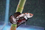 Black    Samurai Plakat Male Betta (ID#801-M713) Free2Day SHIPPING