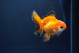 Juvenile Thai Oranda  Tricolor 4 Inch (ID#1119To13b-73) Free2Day SHIPPING