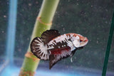 Black    Samurai Plakat Male Betta (ID#801-M713) Free2Day SHIPPING