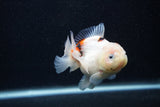 Juvenile Thai Oranda  Calico 3 Inch (ID#0103T13b-89) Free2Day SHIPPING