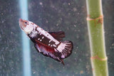 Black    Samurai Plakat Male Betta (ID#801-M713) Free2Day SHIPPING