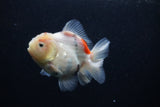 Juvenile Thai Oranda  Calico 3 Inch (ID#0103T13b-89) Free2Day SHIPPING