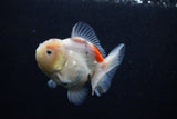 Juvenile Thai Oranda  Calico 3 Inch (ID#0103T13b-89) Free2Day SHIPPING