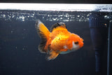 Juvenile Thai Oranda  Tricolor 4 Inch (ID#1119To13b-73) Free2Day SHIPPING