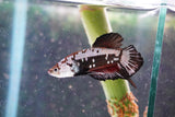 Black    Samurai Plakat Male Betta (ID#801-M713) Free2Day SHIPPING