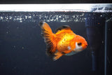 Juvenile Thai Oranda  Tricolor 4 Inch (ID#1119To13b-73) Free2Day SHIPPING