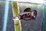 Black    Samurai Plakat Male Betta (ID#801-M713) Free2Day SHIPPING