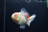 Juvenile Thai Oranda  Calico 3 Inch (ID#0103T13b-89) Free2Day SHIPPING