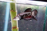 Black    Samurai Plakat Male Betta (ID#801-M713) Free2Day SHIPPING