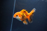 Juvenile Thai Oranda  Tricolor 4 Inch (ID#1119To13b-73) Free2Day SHIPPING