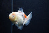 Juvenile Thai Oranda  Calico 3 Inch (ID#0103T13b-89) Free2Day SHIPPING