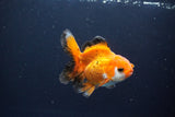 Juvenile Thai Oranda  Tricolor 4 Inch (ID#1119To13b-73) Free2Day SHIPPING