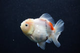 Juvenile Thai Oranda  Calico 3 Inch (ID#0103T13b-89) Free2Day SHIPPING