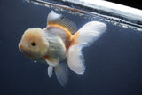 Thai Oranda  Tricolor 5.5 Inch (ID#906To6c-112)