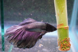 Copper    Halfmoon Male Betta (ID#801-M714) Free2Day SHIPPING