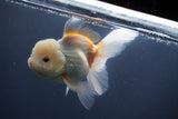 Thai Oranda  Tricolor 5.5 Inch (ID#906To6c-112)