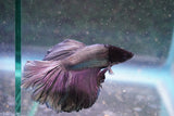 Copper    Halfmoon Male Betta (ID#801-M714) Free2Day SHIPPING