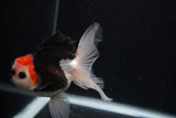 Juvenile Thai Oranda  Tricolor 4 Inch (ID#0103T13b-90) Free2Day SHIPPING