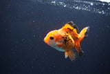 Juvenile Thai Oranda  Tricolor 4 Inch (ID#1119To13b-73) Free2Day SHIPPING