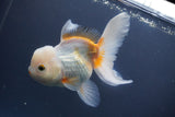 Thai Oranda  Tricolor 5.5 Inch (ID#906To6c-112)