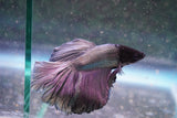 Copper    Halfmoon Male Betta (ID#801-M714) Free2Day SHIPPING