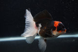 Juvenile Thai Oranda  Tricolor 4 Inch (ID#0103T13b-90) Free2Day SHIPPING