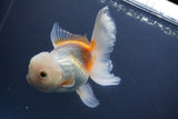 Thai Oranda  Tricolor 5.5 Inch (ID#906To6c-112)