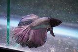 Copper    Halfmoon Male Betta (ID#801-M714) Free2Day SHIPPING