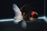 Juvenile Thai Oranda  Tricolor 4 Inch (ID#0103T13b-90) Free2Day SHIPPING