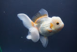 Thai Oranda  Tricolor 5.5 Inch (ID#906To6c-112)