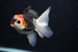 Juvenile Thai Oranda  Tricolor 4 Inch (ID#0103T13b-90) Free2Day SHIPPING