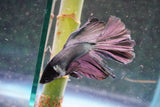 Copper    Halfmoon Male Betta (ID#801-M714) Free2Day SHIPPING