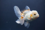 Thai Oranda  Tricolor 5.5 Inch (ID#906To6c-112)