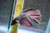 Copper    Halfmoon Male Betta (ID#801-M714) Free2Day SHIPPING