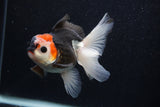 Juvenile Thai Oranda  Tricolor 4 Inch (ID#0103T13b-90) Free2Day SHIPPING