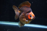 Ryukin  Tricolor 3.5 Inch (ID#415Ry1a-105) Free2Day SHIPPING