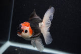 Juvenile Thai Oranda  Tricolor 4 Inch (ID#0103T13b-90) Free2Day SHIPPING