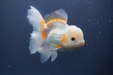 Thai Oranda  Tricolor 5.5 Inch (ID#906To6c-112)