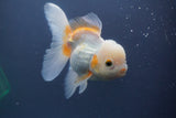 Thai Oranda  Tricolor 5.5 Inch (ID#906To6c-112)