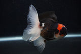 Juvenile Thai Oranda  Tricolor 4 Inch (ID#0103T13b-90) Free2Day SHIPPING