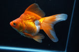 Ryukin Long Tail Red White 5 Inch (ID#318Ry8a-3) Free2Day SHIPPING