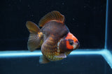 Ryukin  Tricolor 3.5 Inch (ID#415Ry1a-105) Free2Day SHIPPING