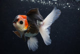 Juvenile Thai Oranda  Tricolor 4 Inch (ID#0103T13b-90) Free2Day SHIPPING