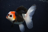 Juvenile Thai Oranda  Tricolor 4 Inch (ID#0103T13b-90) Free2Day SHIPPING