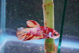 Candy Galaxy  Koi Plakat Male Betta (ID#801-M715) Free2Day SHIPPING