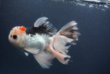 Thai Oranda  Red Black 6 Inch (ID#906To6c-113)