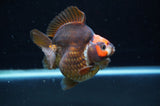 Ryukin  Tricolor 3.5 Inch (ID#415Ry1a-105) Free2Day SHIPPING