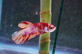 Candy Galaxy  Koi Plakat Male Betta (ID#801-M715) Free2Day SHIPPING