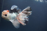 Thai Oranda  Red Black 6 Inch (ID#906To6c-113)