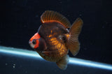 Ryukin  Tricolor 3.5 Inch (ID#415Ry1a-105) Free2Day SHIPPING
